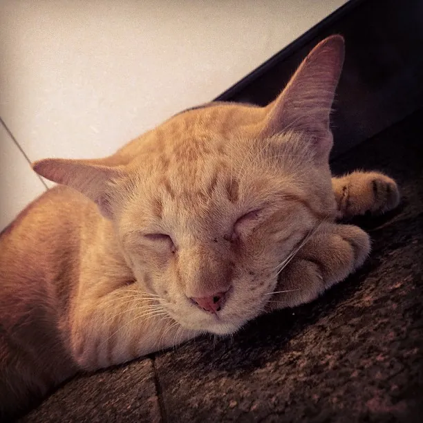Кошка на улице в Бангкоке