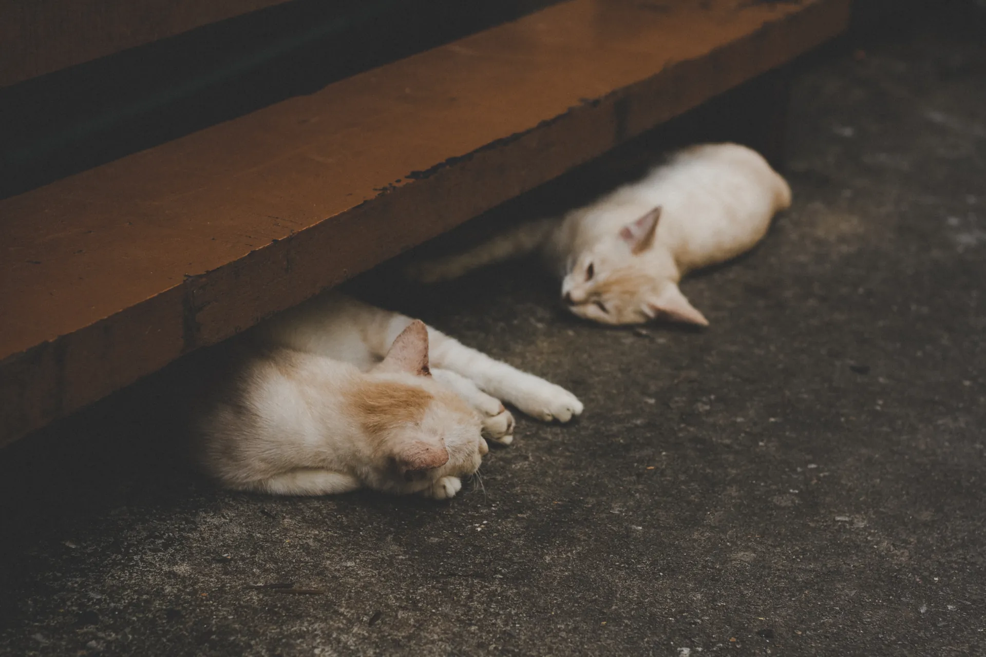 Спящая кошка