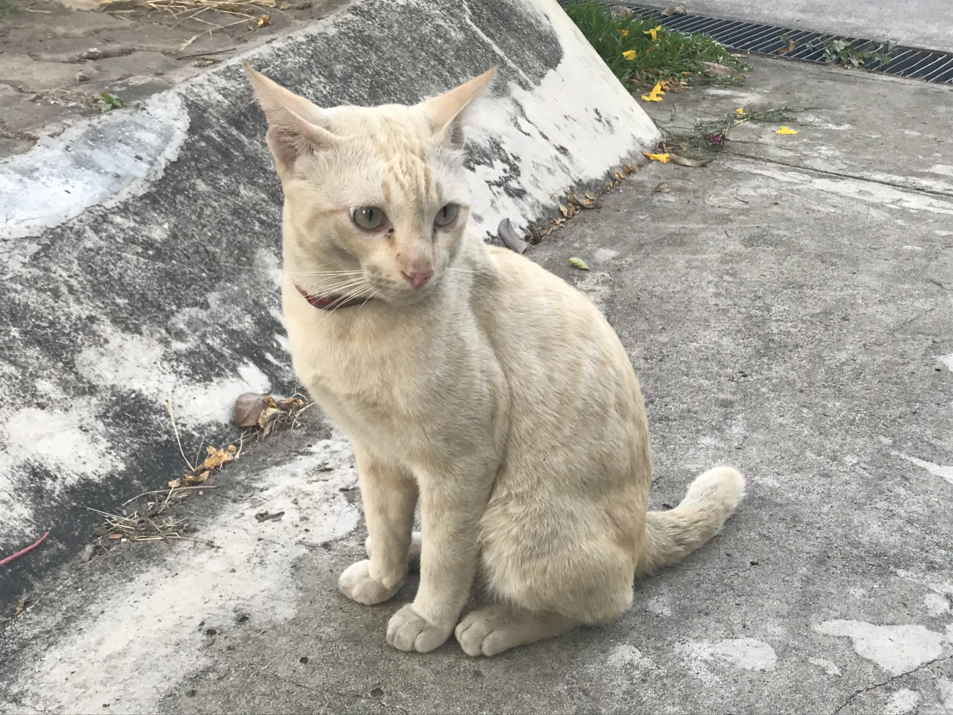Домашняя кошка в тайской квартире