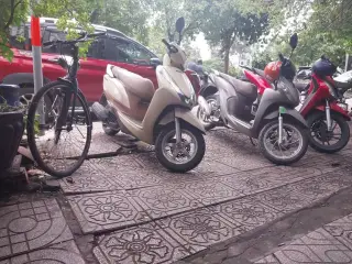 Tươi Cây