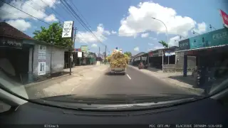 Bhayu Adji Bird Shop jln imogiri barat km9 utara pasar kepek 082221770008