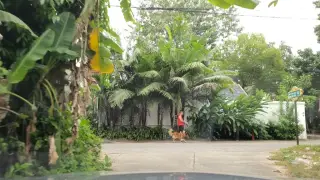 Racha Ping Yang Hma La