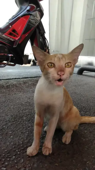 Lumiere indonesia
