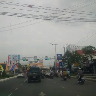 Cây thông quán