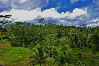 Yanik Bali Private Driver — photo 4