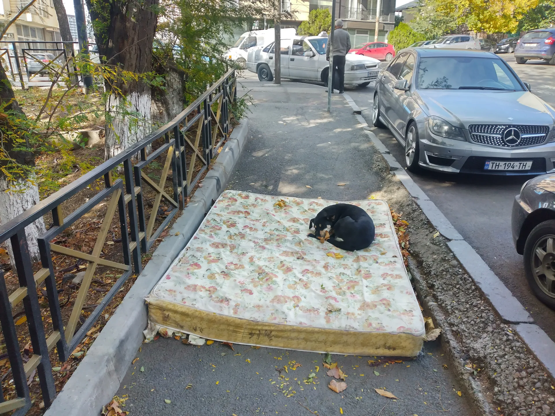 Собака на подстилке во дворе в Тбилиси