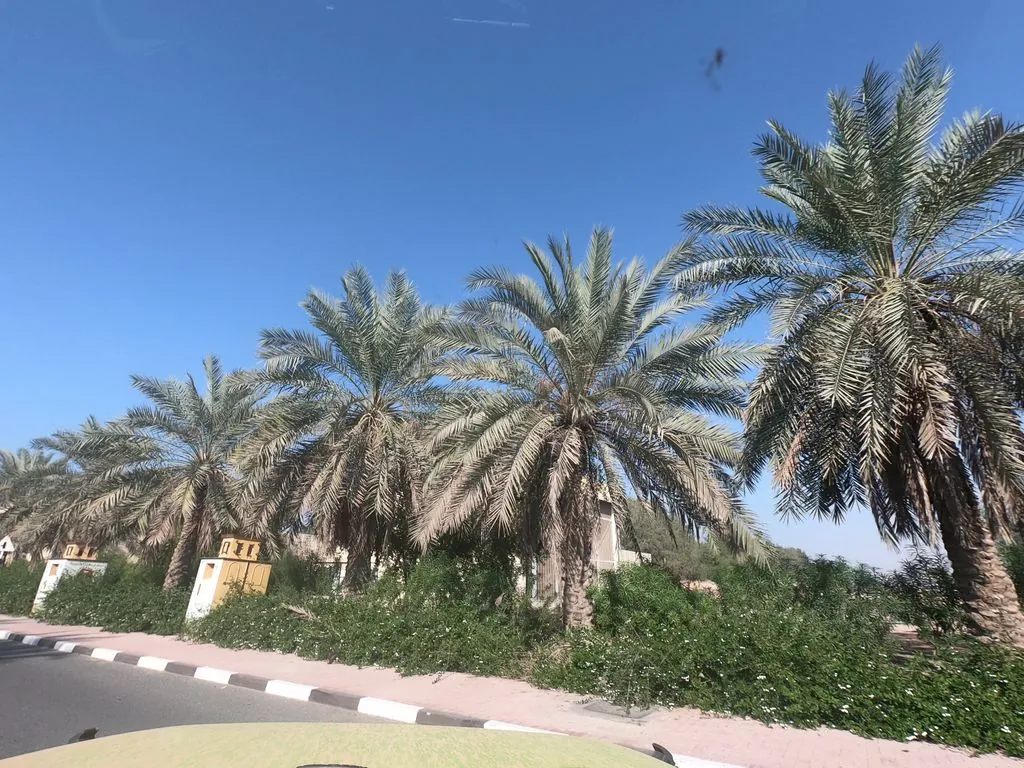 Daffodil International University - RAK Campus - UAE