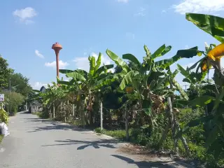 Ran Lab Pa Theiyn San Klang Sankaphaeng Cheiynghim