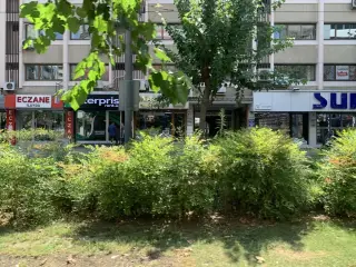 Şam Gülü
