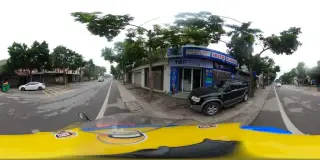 Tree Coffee
