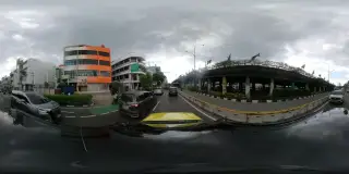 Kenari Djaja Kenari Mas
