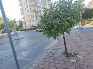 Mhair Erkek Kuaförü