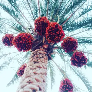 Al Maqta’A Park