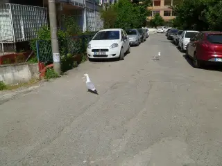 Pendik Azra Anaokulu — фото 4