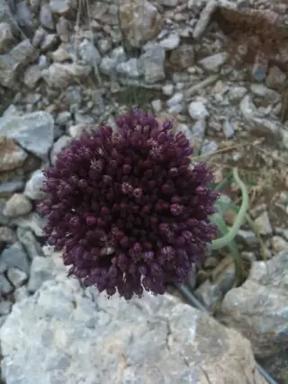 Turunç Taksi Duraği