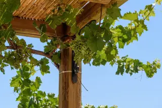 Hatziemmanouil Vineyards