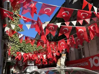 Balat Tantunicisi