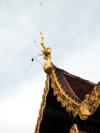 NP Clinic Chiang Mai — photo 4