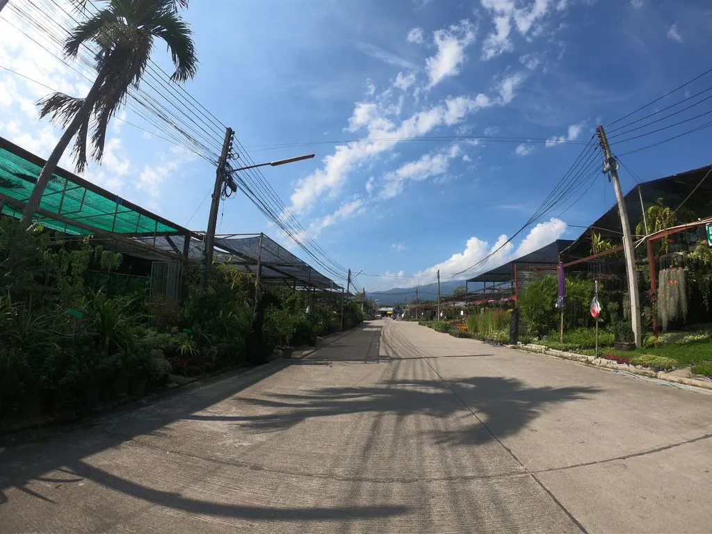 Ran Tnmi Sam Pxy Hlwng Sampoyluang Plant Shop
