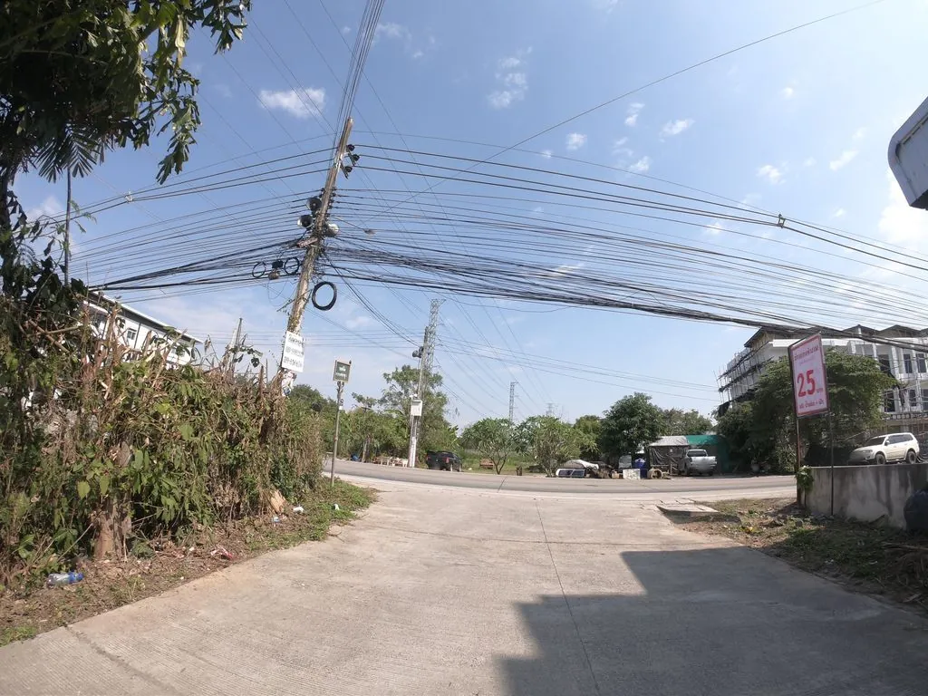 Babydogs Chiangmai