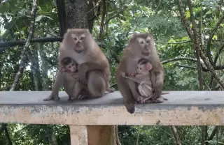 Bubbcea Fa Phuket