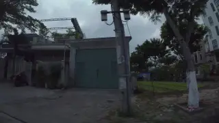 Cá Mập Con
